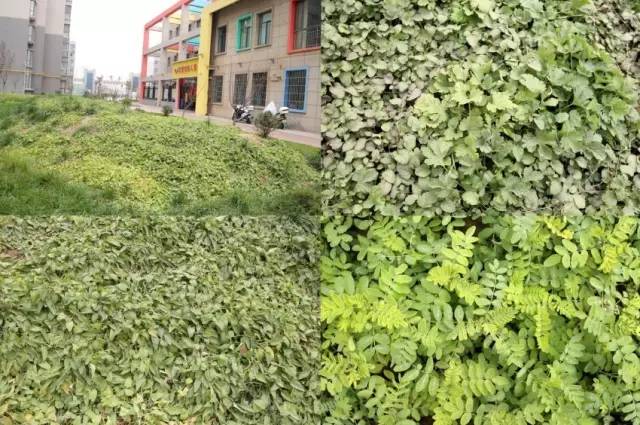 ������Ч���Ƅ١�������